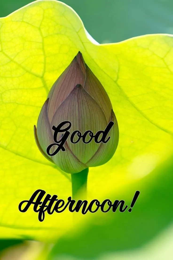 good-afternoon-pic6 Good Afternoon Pic