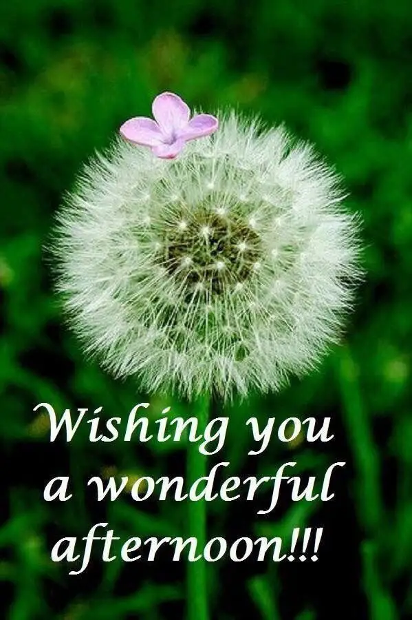good-afternoon-wishes-images18 Good Afternoon Wishes Images
